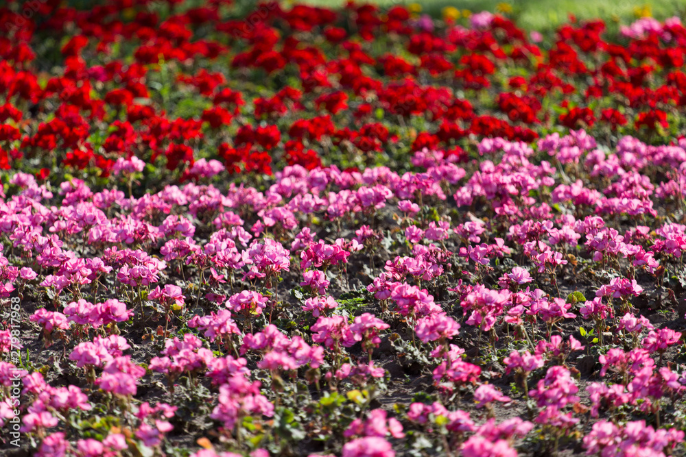 Beautiful flowers in the park