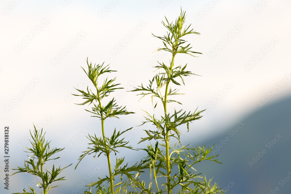 Obraz premium flowering wild plants in nature
