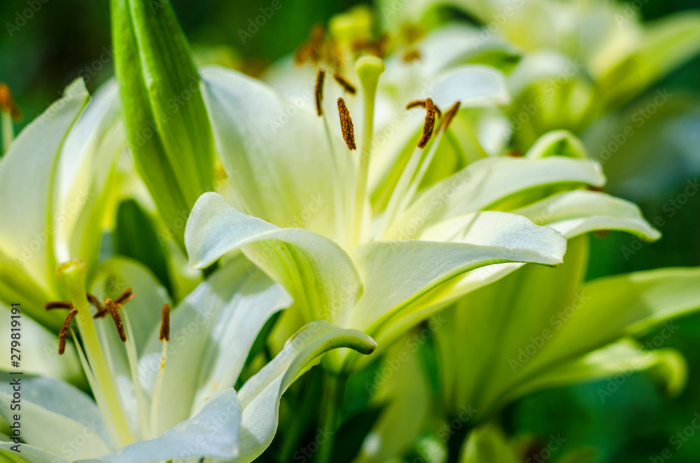 white lily flower garden white lily flower garden