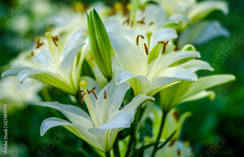 white lily flower garden