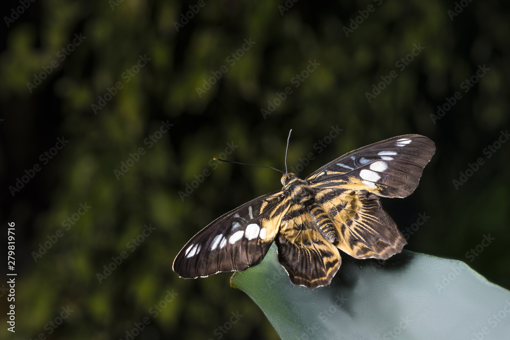 Fototapeta premium Close up butterfly on a leaf