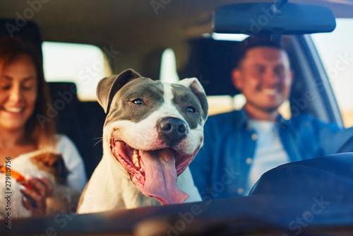 Happy dog as passenger in car
