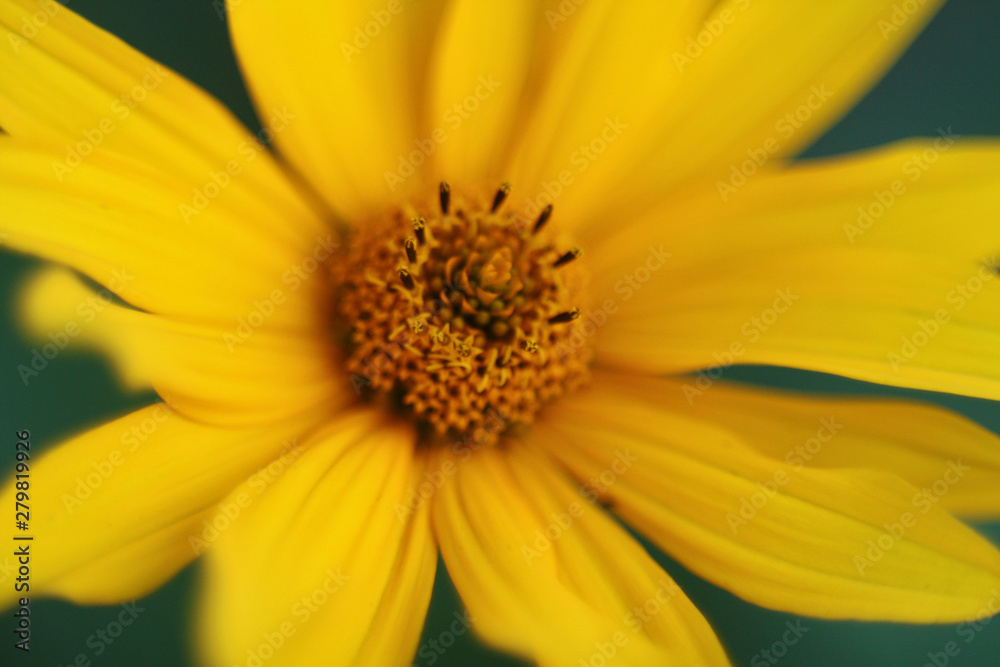 Yellow flowers of lance-leaved coreopsis (Coreopsis lanceolata) close up blurred background Yellow flowers of lance-leaved coreopsis (Coreopsis lanceolata) close up blurred background