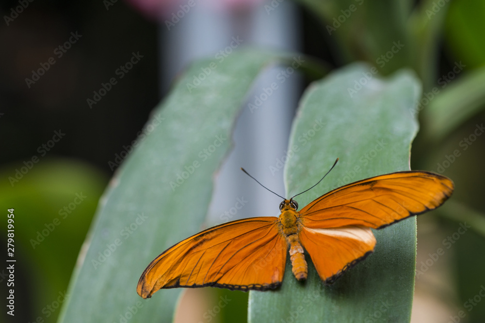 Back view orange butterfly on leaf Back view orange butterfly on leaf