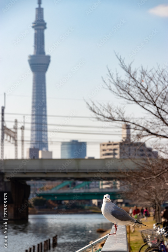 Fototapeta premium 旧中川のカモメ 東京都江戸川区平井