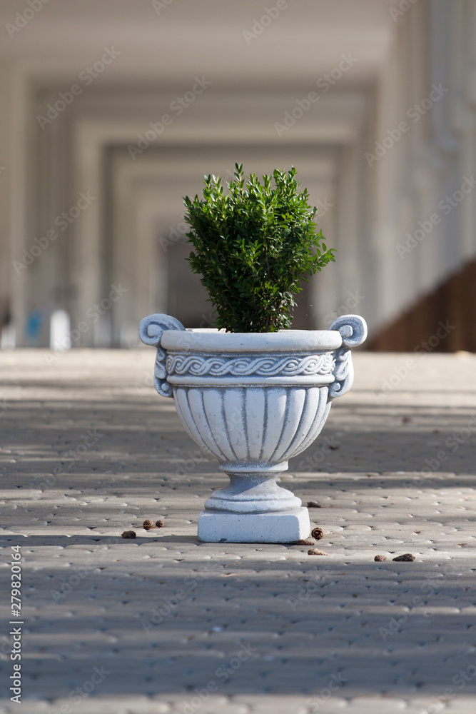 Decorative stone flower pot with green plant in an autumn town.Space for  text Photos | Adobe Stock