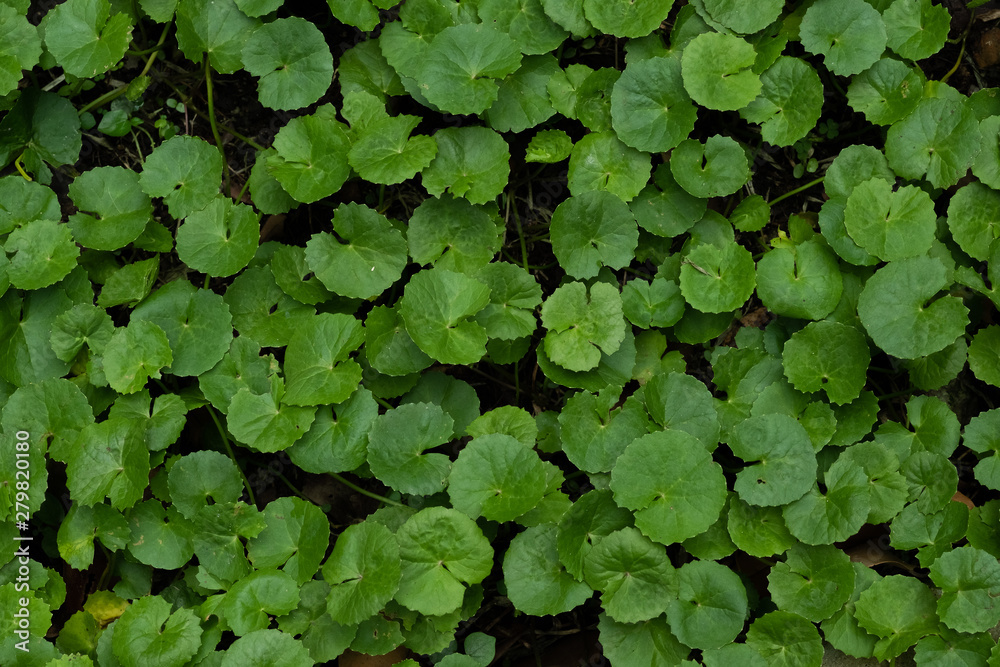 Centella Asiatica top view Centella Asiatica top view