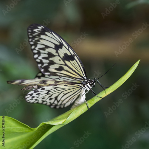 Beautiful butterfly in natural habitat © Freepik