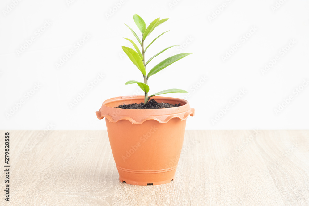 green plant in a pot