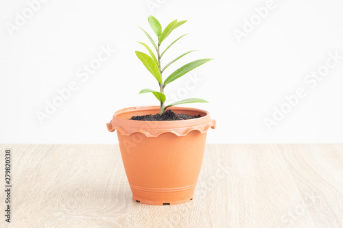 green plant in a pot © narong