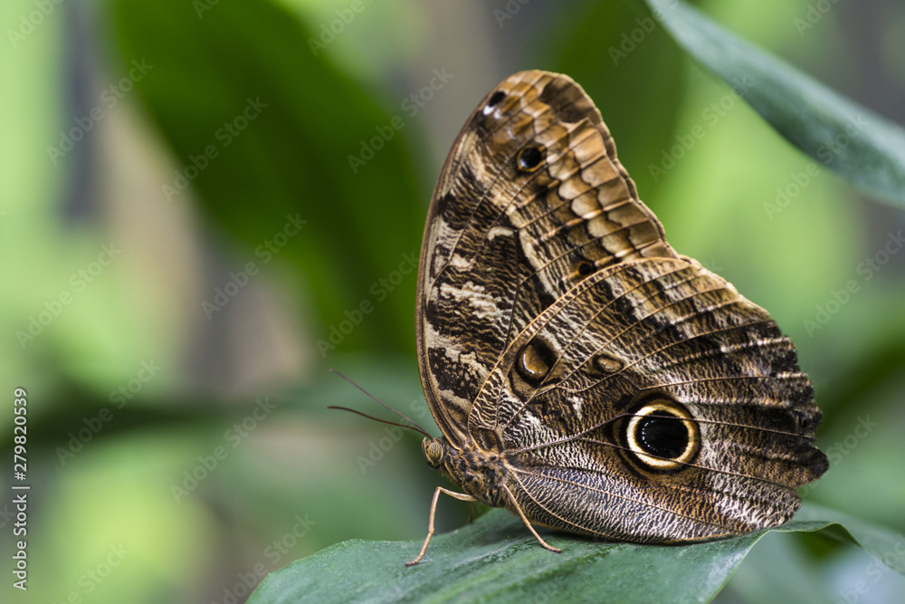 Fototapeta premium Owl butterfly with blurry background