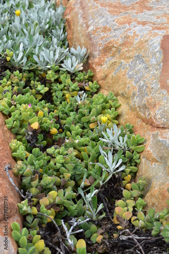 Succulents flowering