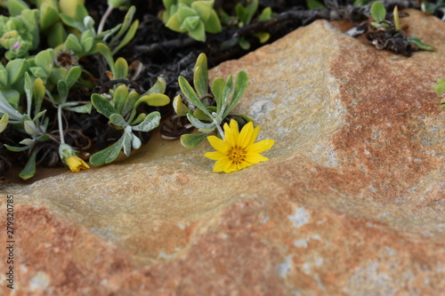 Flowers on the rocks