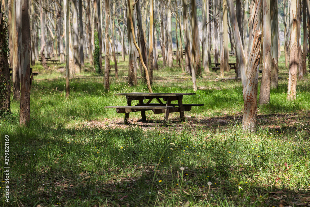 Picnic table in a eucalyptus forest