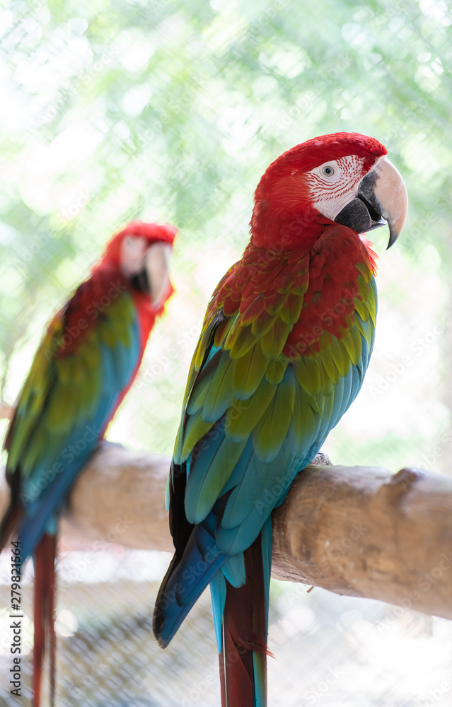 Beautiful macaw bird color red green blue