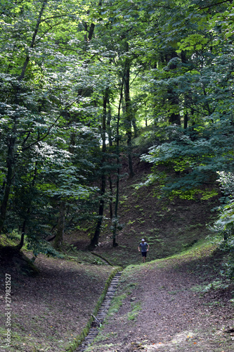 Bosque frondoso en descenso con un camino. photo
