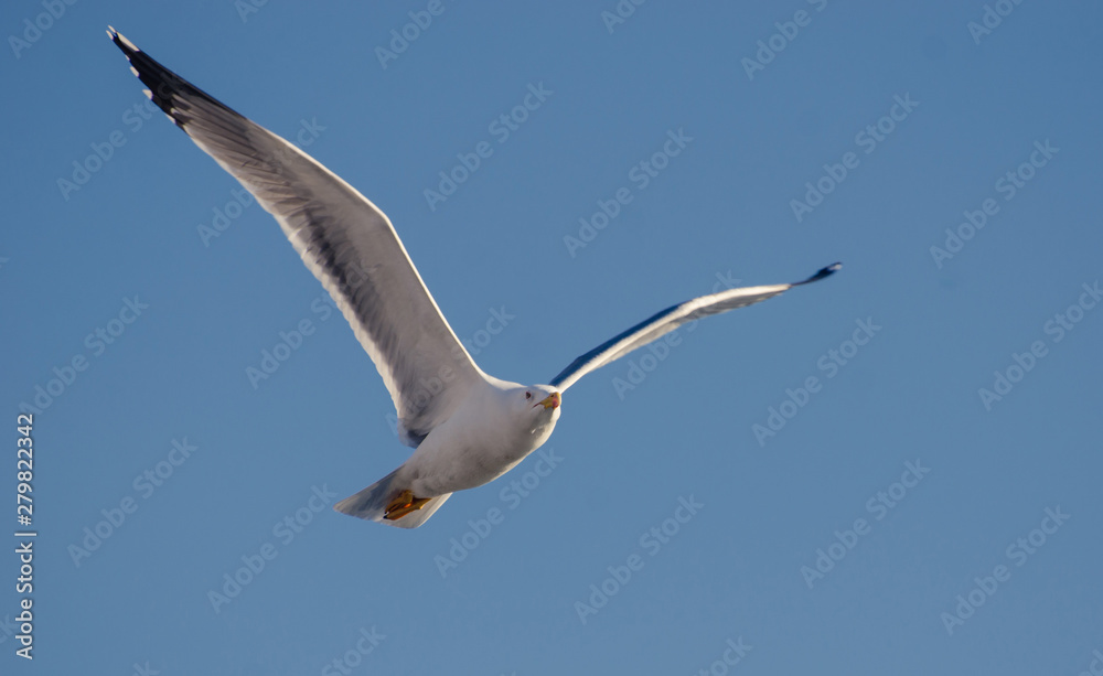 seagull seagull