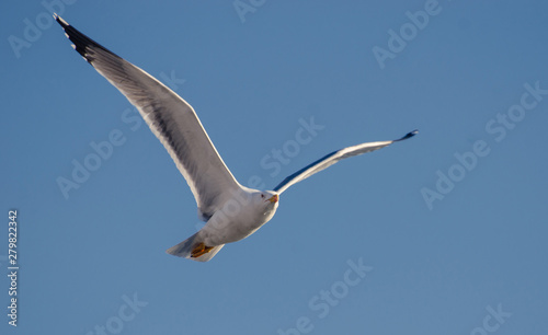 seagull