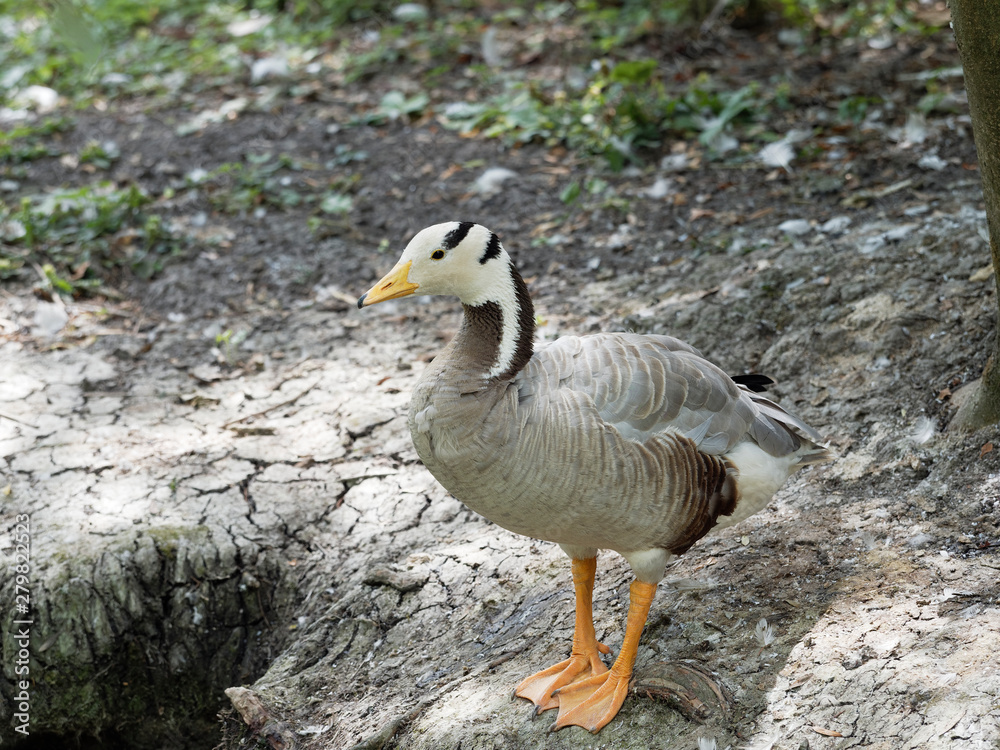 Anser indicus - Oie à tête barrée ou oie tigrée au bord de l'eau Anser indicus - Oie à tête barrée ou oie tigrée au bord de l'eau