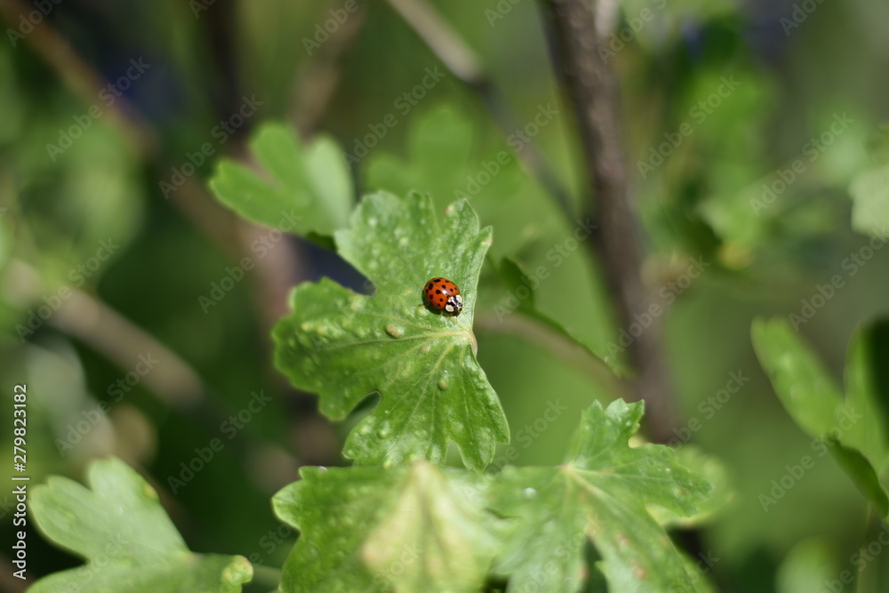 Marienkäfer (Coccinellidae) auf einem Blatt Marienkäfer (Coccinellidae) auf einem Blatt