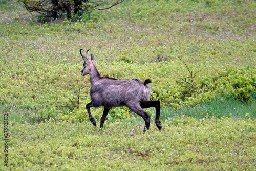 a adult chamois buck in change of coat on a green field