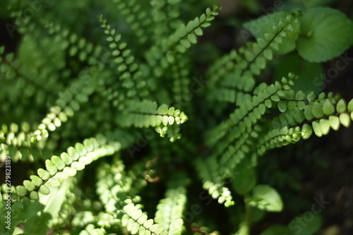 Braunstieliger Streifenfarn (Asplenium trichomanes)