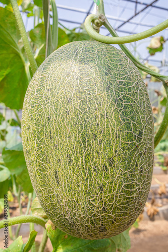 Closeup fresh and ripe Cantaloupe (Cucumis Melo L. var. Cantaloupensis) on the ivy plants for harvesting in the greenhouse photo