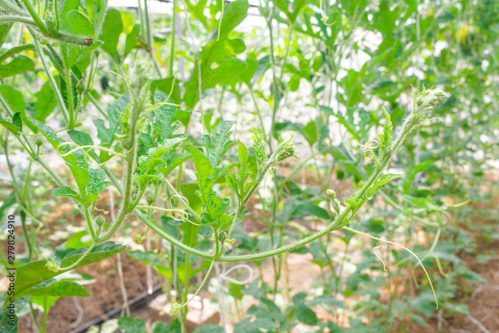 Green baby fruit with yellow flower of watermelon (Citrullus Lanatus) with green leaves on the vine plants in the fruit garden of Thailand