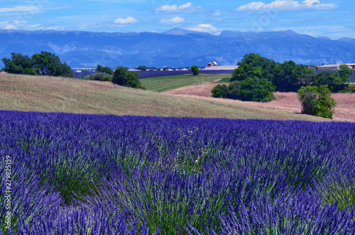 France  Provence  Valensole