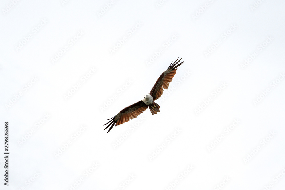 Red eagle on the Sky in nature at thailand Red eagle on the Sky in nature at thailand