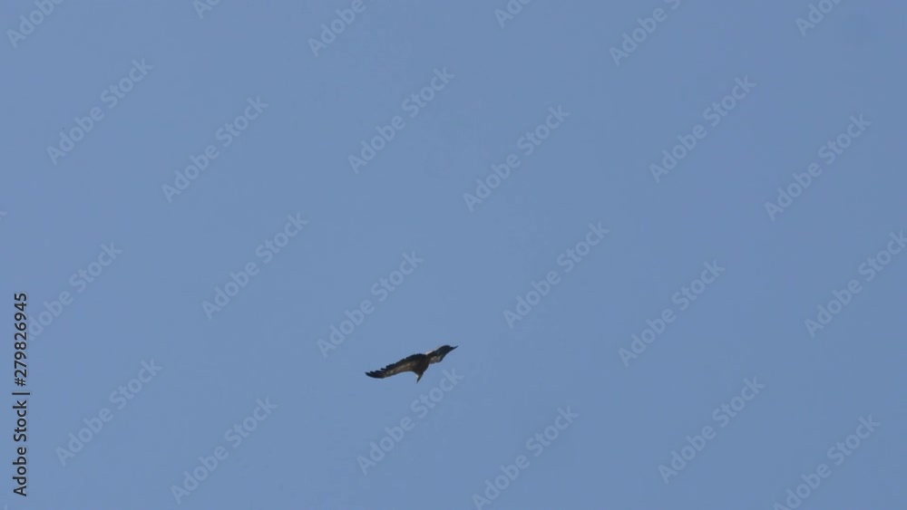Underneath view of a griffon vulture (gyps fulvus) blue sky in background France Gorges du Tarn Underneath view of a griffon vulture (gyps fulvus) blue sky in background France Gorges du Tarn