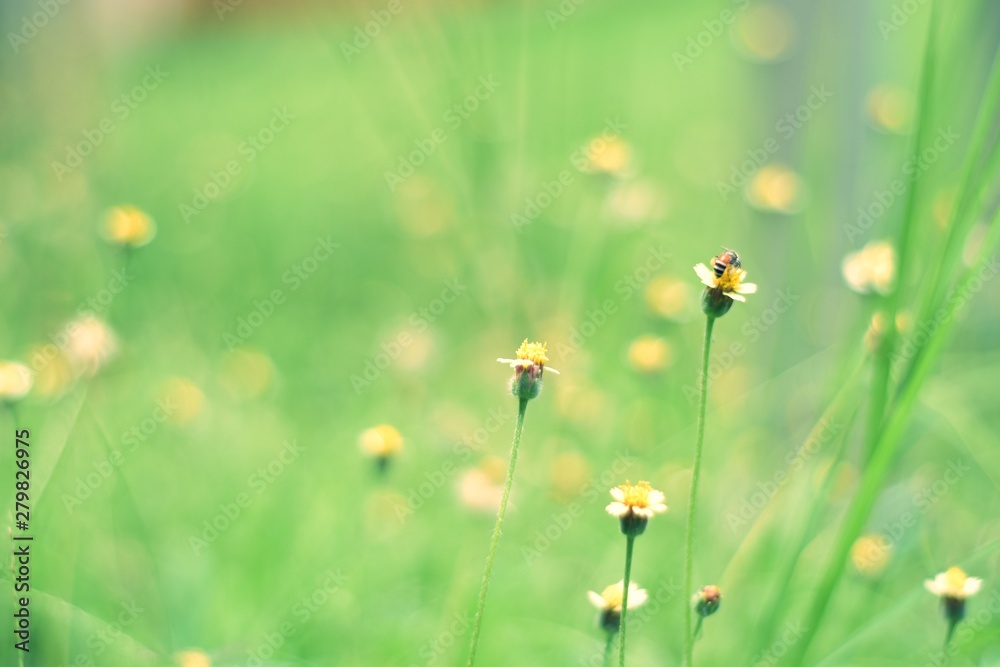 Small flowers with green grass Small flowers with green grass