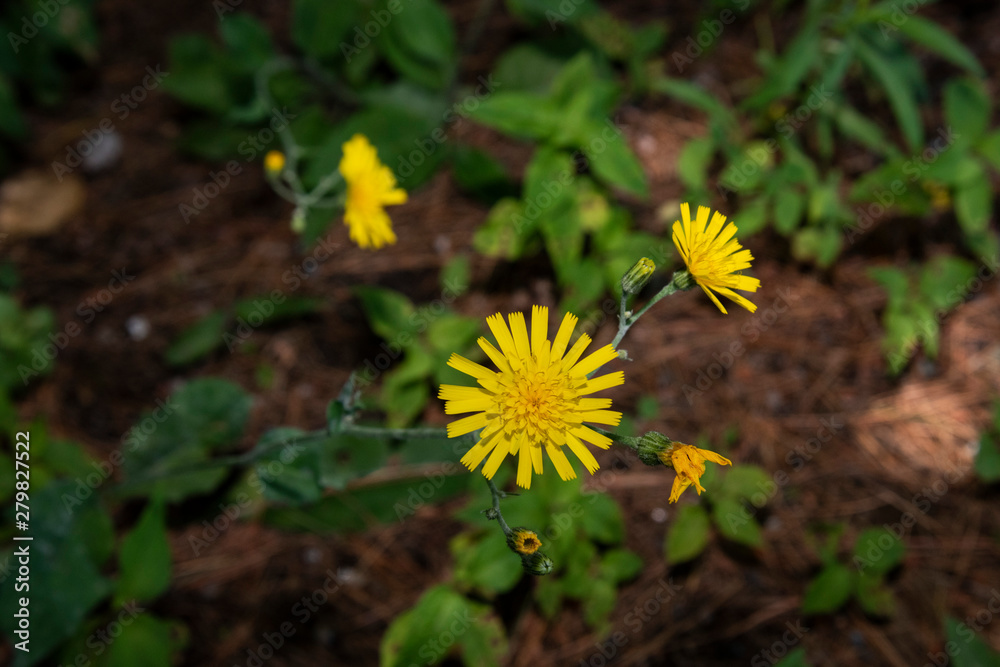 Nature Nature