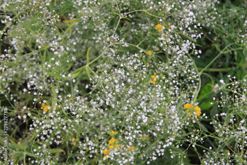 little white summer flowers background