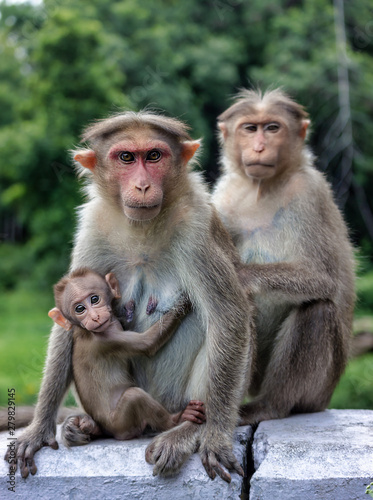 Monkey expression - Ooty Tamilnadu India © AFZALKHAN