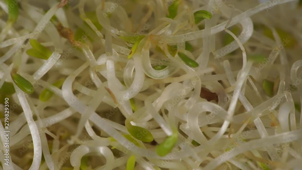 Close up of fresh raw alfalfa lucerne sprouts. Natural food background. Top view. Healthy diet superfood and clean very nutritious eating concept Close up of fresh raw alfalfa lucerne sprouts. Natural food background. Top view. Healthy diet superfood and clean very nutritious eating concept