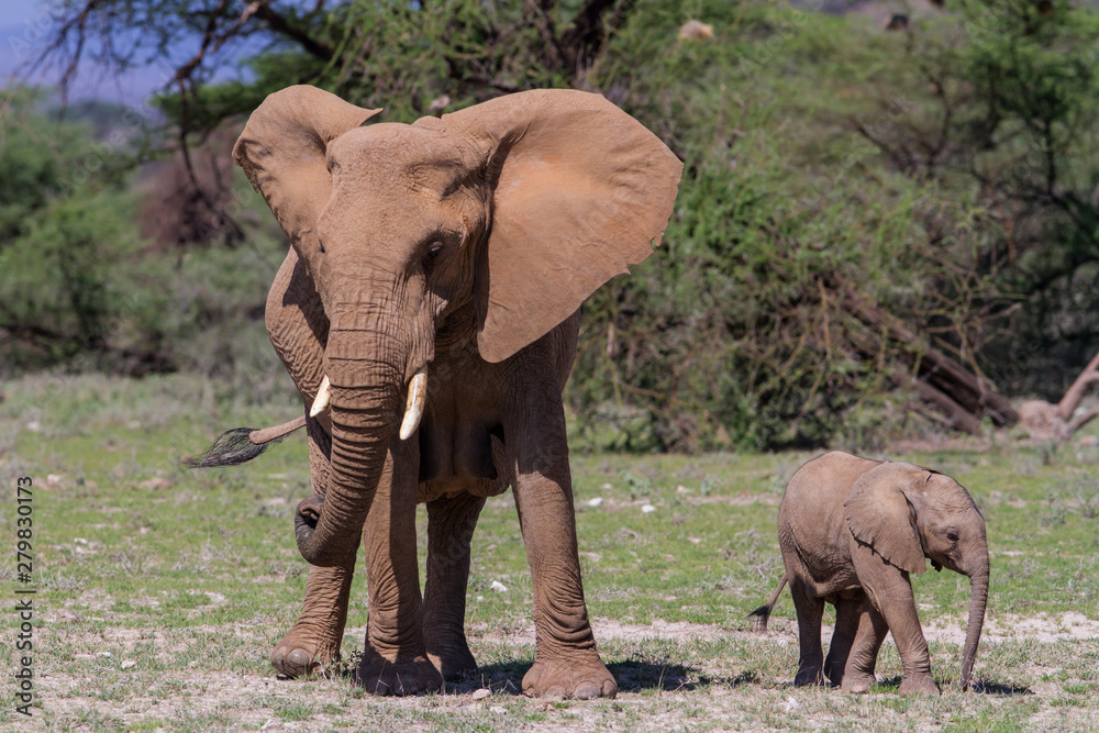 Elephant mother with her playful baby calf in Buffalo Springs Reserve, part of the Samburu Area,  in Kenya