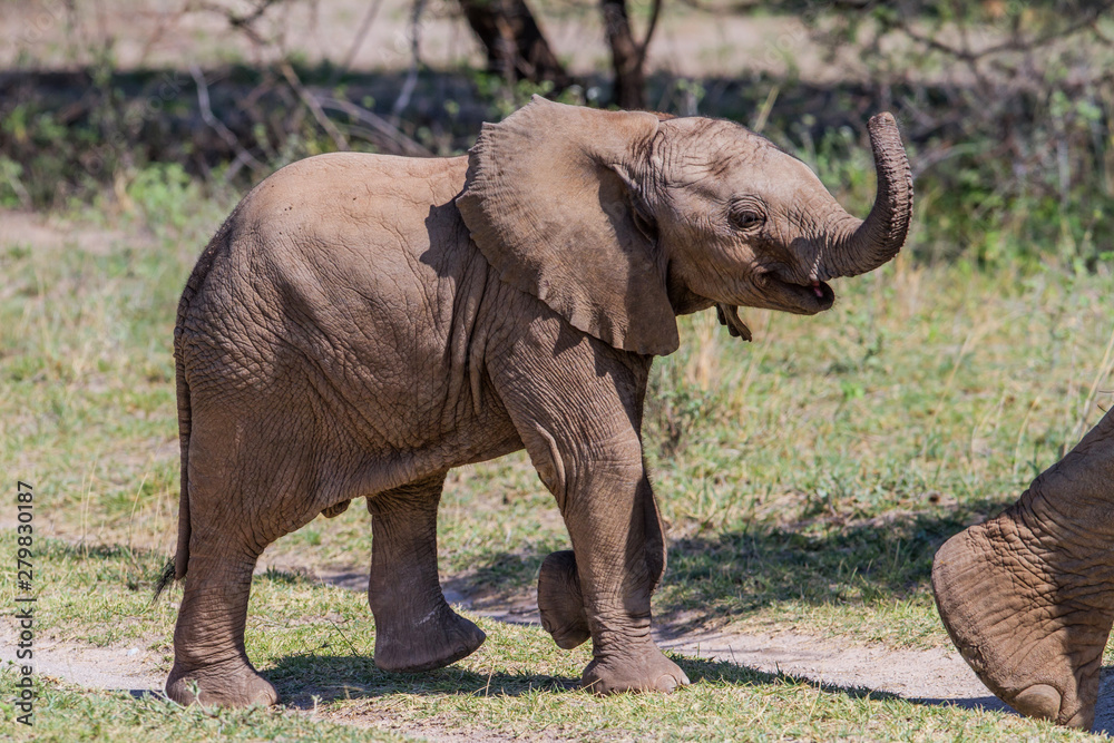 Elephant mother with her playful baby calf in Buffalo Springs Reserve, part of the Samburu Area, in Kenya Elephant mother with her playful baby calf in Buffalo Springs Reserve, part of the Samburu Area, in Kenya