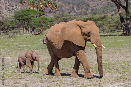 Elephant mother with her playful baby calf in Buffalo Springs Reserve, part of the Samburu Area,  in Kenya © henk bogaard