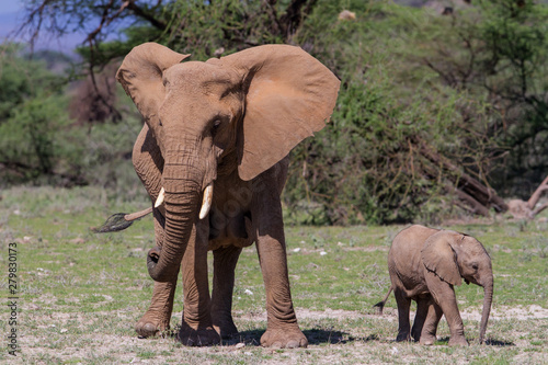 Elephant mother with her playful baby calf in Buffalo Springs Reserve  part of the Samburu Area   in Kenya