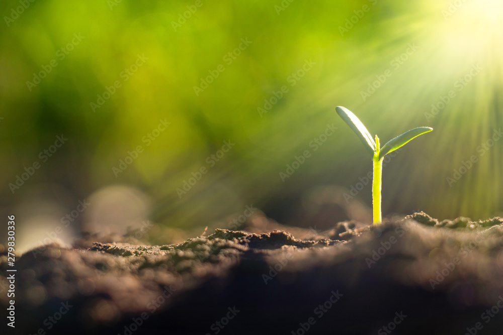 Growing plant,Young plant in the morning light on ground background, New life concept.Small plants on the ground in spring.fresh,seed,Photo fresh and Agriculture concept idea. Growing plant,Young plant in the morning light on ground background, New life concept.Small plants on the ground in spring.fresh,seed,Photo fresh and Agriculture concept idea.