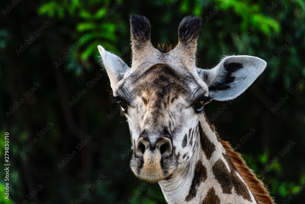 Obraz premium Ansichten einer Giraffe