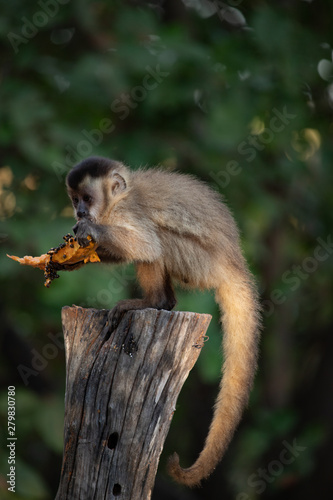 A monkey eating papaya. Tufted capuchin (Cebus apella)Brazil.