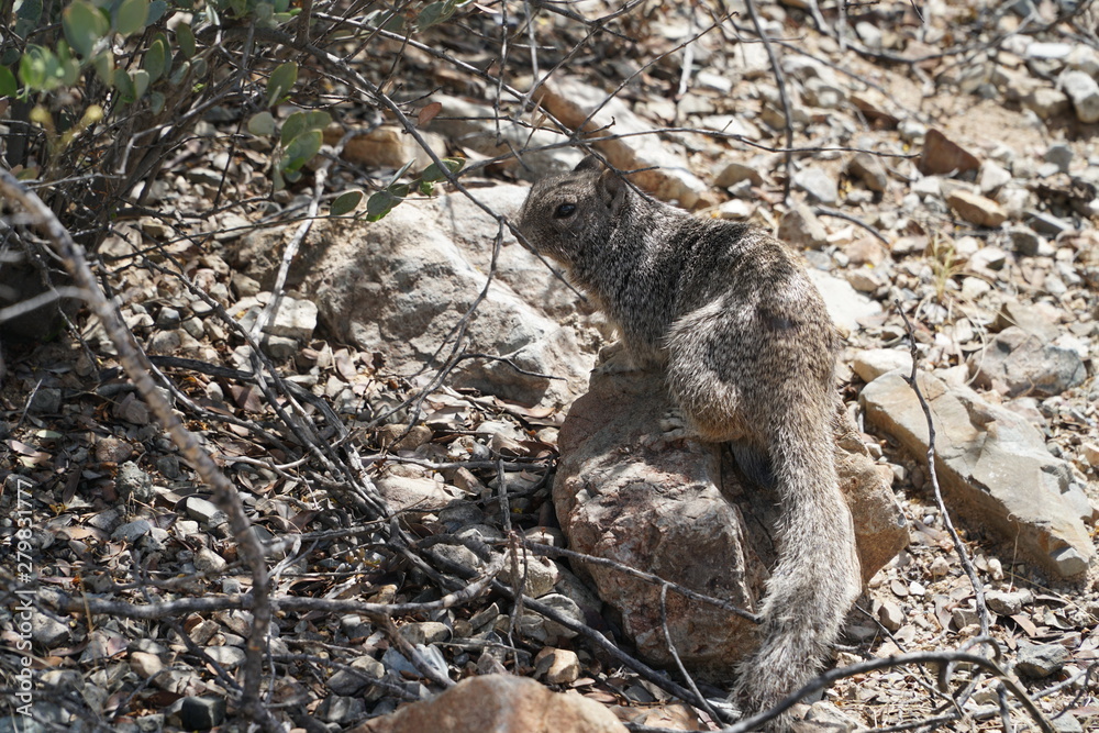 Fototapeta premium Desert Squirrel