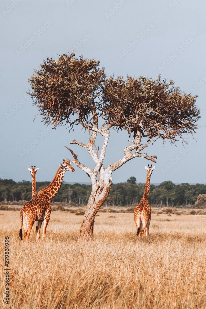 Giraffes in Kenya - obrazy, fototapety, plakaty 