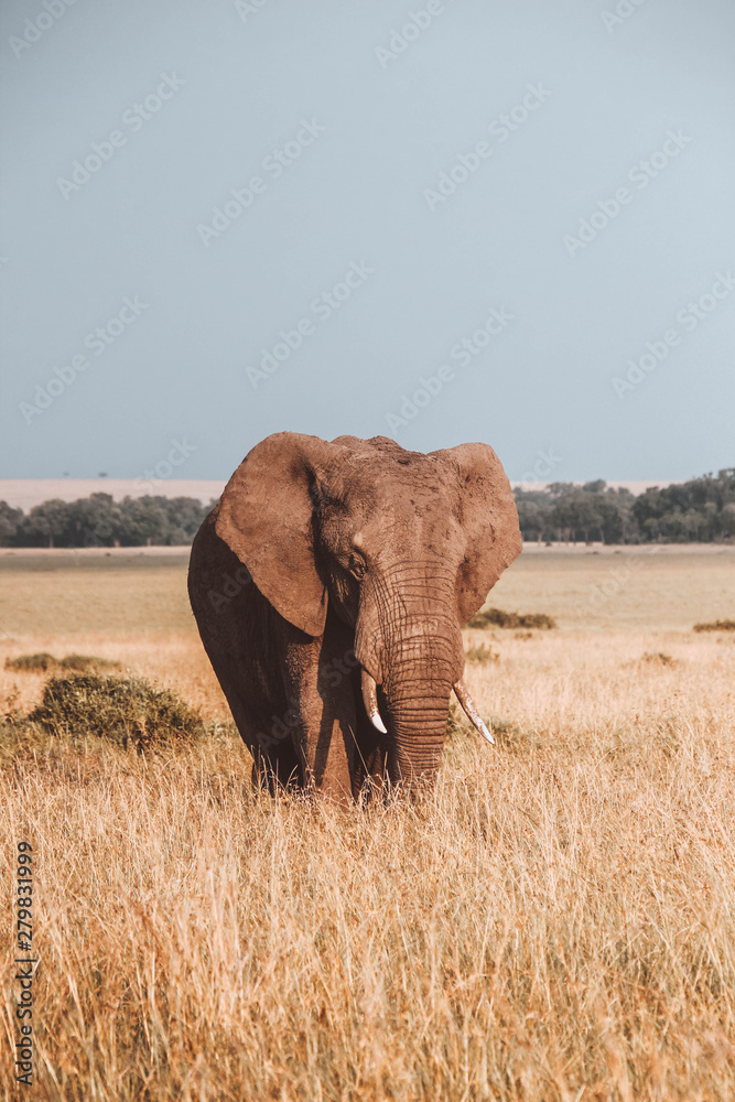 Obraz premium Elephant in Kenya