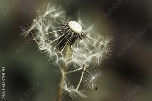 Close up of the dandelion clock plant.