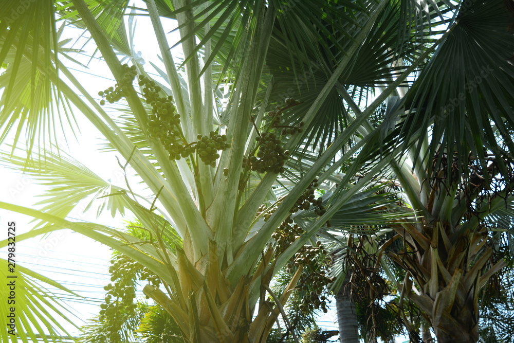 Obraz premium the palmetto trees and fruits with yellow light of the sun at public park city in the morning