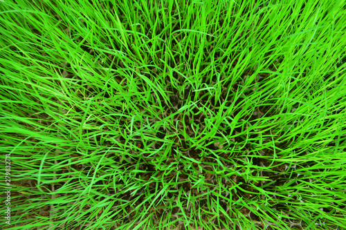 The slender leaves of the young green rice's sprout on plastic tray at plant nursery
