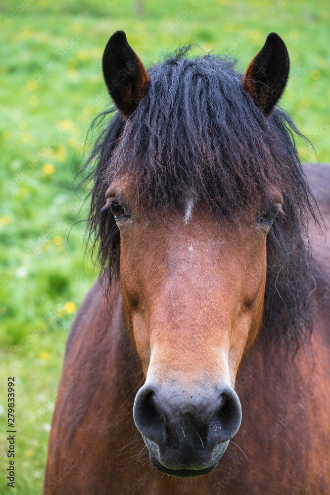 Obraz premium Portrait eines Pferdes auf einer Koppel